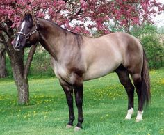 a brown horse standing on top of a lush green field next to a blooming tree