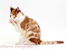 a brown and white cat sitting on its hind legs