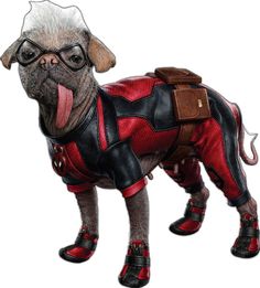 a pug dog dressed in leather and wearing glasses