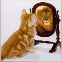 an orange and white cat looking in a mirror with the caption, you hold the key to your dreams