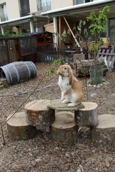 a brown and white dog sitting on top of a tree stump