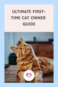 an orange cat laying on top of a wooden floor next to a blue frame with the words ultimate first - time cat owner guide