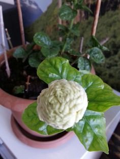 a white flower in a pot on a table