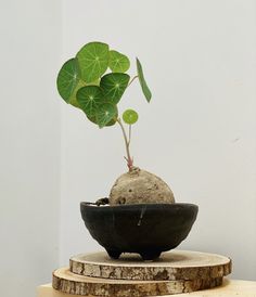 a potted plant sitting on top of a wooden stand