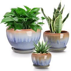 three potted plants are sitting in different shapes and sizes, one is green and the other is blue