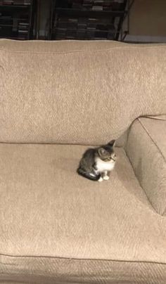 a cat sitting on top of a couch in a living room