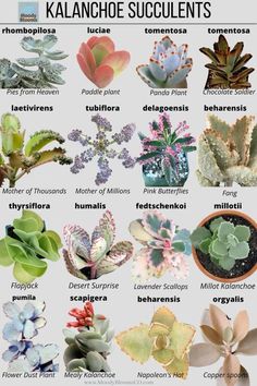 the different kinds of succulents are shown in this poster, which shows their names