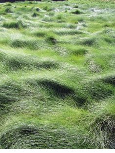 the grass is blowing in the wind and it looks like they have been blown off