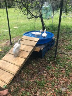 two ducks sitting on top of a wooden ramp next to a blue water trough in the grass