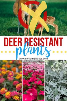 different types of flowers and plants with text overlay that reads deer resistant plants,