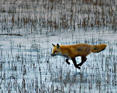 a red fox is running through the water