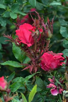 some pink flowers are blooming in the bush together with green leaves and red stems