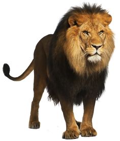 a lion standing in front of a white background stock photo - image 349784