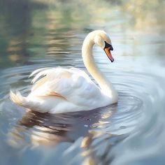 a white swan floating on top of a body of water