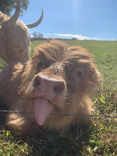 a yak laying in the grass with its tongue hanging out