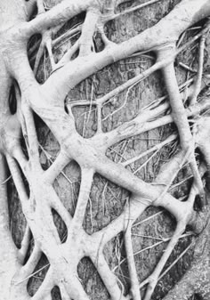 tree roots growing on the side of a rock wall in black and white, closeup