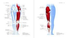 an image of the muscles and tendors of a person's lower leg with text below