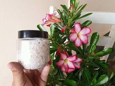 a hand holding a jar filled with white and pink flowers