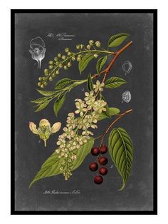 an illustration of some flowers and leaves on a black background