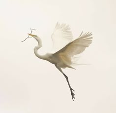 a large white bird flying through the air with a twig in it's mouth