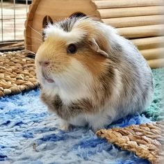 a brown and white guinea pig sitting on top of a blue rug