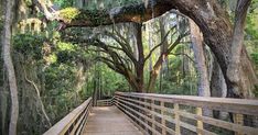 a wooden bridge surrounded by trees with moss growing on the branches and hanging from it's sides