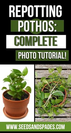 a potted plant sitting on top of a wooden table