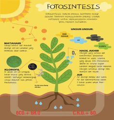 the life cycle of a plant with pictures on it and text describing how plants grow