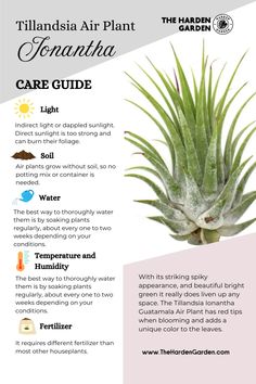 Keep your Tillandsia Ionantha thriving with these easy care tips! 🌞 Mist weekly, give bright indirect light, and enjoy watching it flourish! Perfect for low-maintenance plant lovers 💧 #AirPlantCare #TillandsiaLovers #EasyPlants Air Plant Care, Air Plant Garden, Tillandsia Ionantha, Plant Care Guide, Plant Maintenance, Air Plants Care, Plant Pests