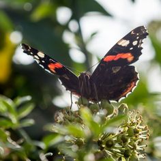 a red and black butterfly sitting on top of a plant