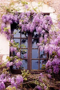 an old window with purple flowers growing on it