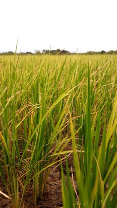 green grass growing in the middle of a field