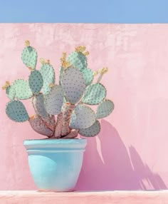 a cactus in a blue pot against a pink wall