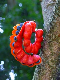 a close up of a red and orange object on a tree