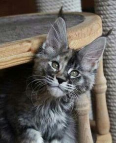 a small kitten sitting on top of a wooden chair