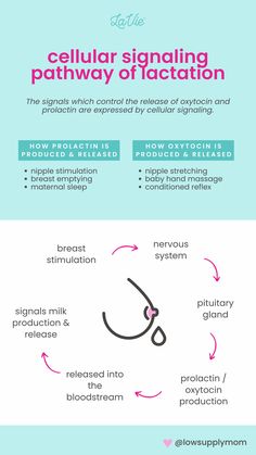 an info sheet describing cellular signaling and pathway of action