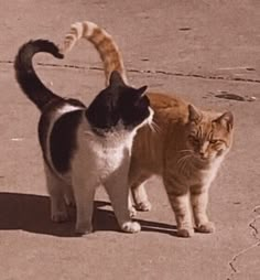 two cats standing next to each other on the ground