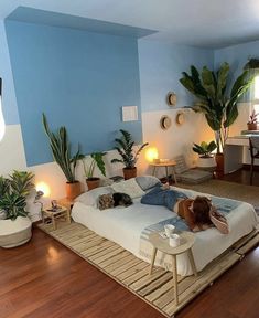 a woman laying on top of a bed in a room with blue walls and wooden floors