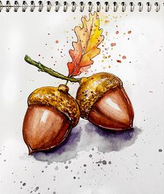 a drawing of two acorns and an oak leaf