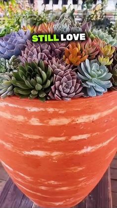 an orange pot filled with lots of succulents