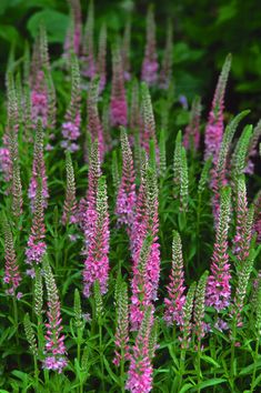 some pink flowers are growing in the grass