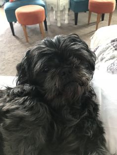 a black dog sitting on top of a bed next to two chairs and a table