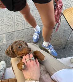 a person is petting a small brown dog