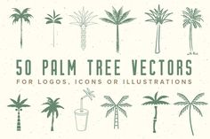 palm trees with the text 50 palm tree vectorss for logos, icons or illustrations