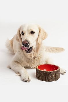 a white dog laying next to a red bowl on the ground with it's paw up