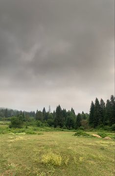 an open field with trees and grass under a cloudy sky in the foreground is a forest