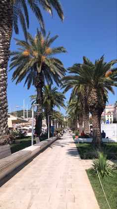 palm trees line the street in front of buildings