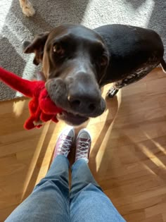 a dog is looking up at the camera with his owner's feet on the floor