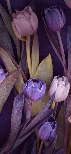 purple and yellow flowers are on display in this image