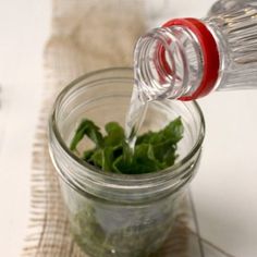 a person pouring water into a jar filled with greens